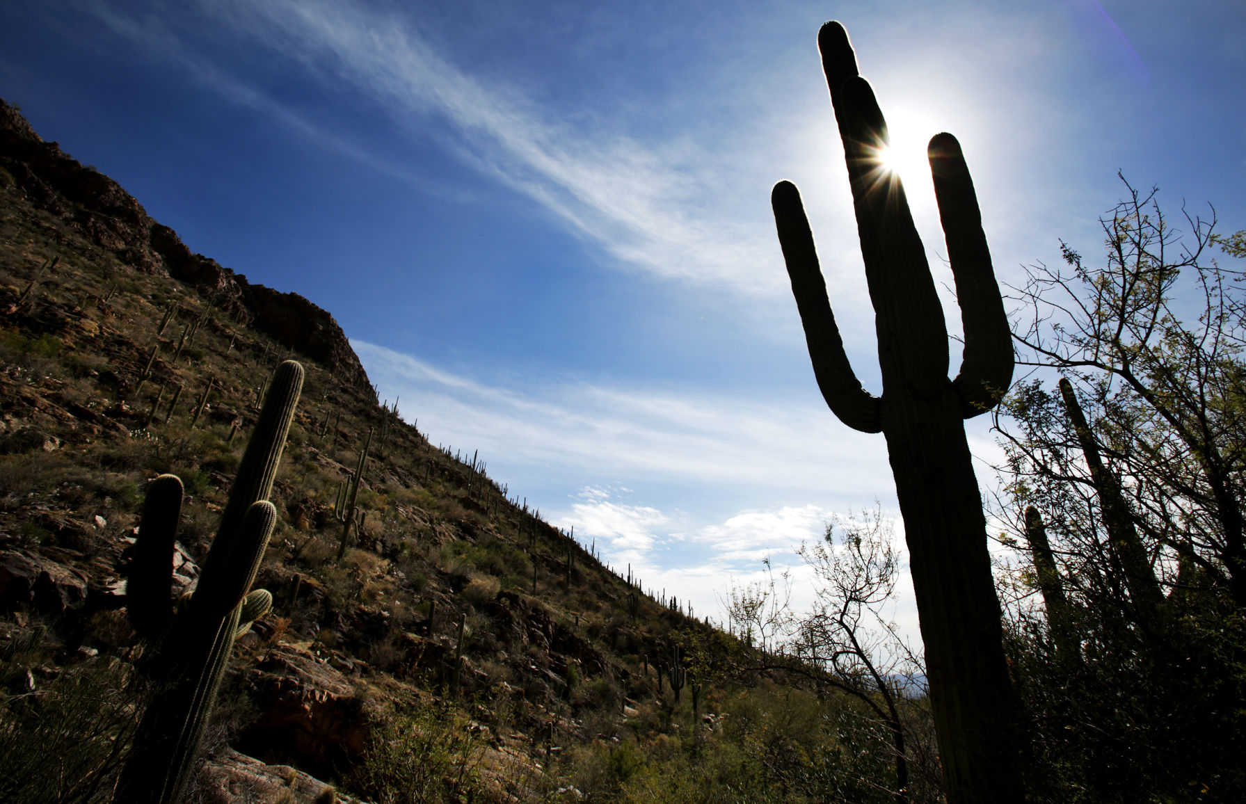 Pima Canyon Trail